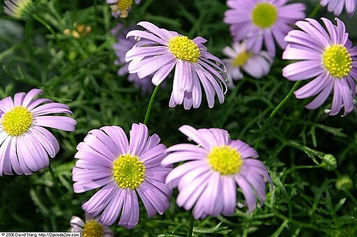 브라기컴 - Swan River Daisy, Brachyscome iberidifolia