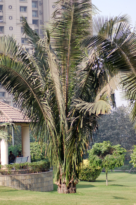 아메리칸 오일 야자 - cohune palm, rain tree, American oil palm, corozo palm, manaca palm, Attalea cohune