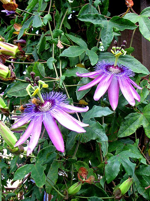 시계초 - passion flower, Passiflora caerulea