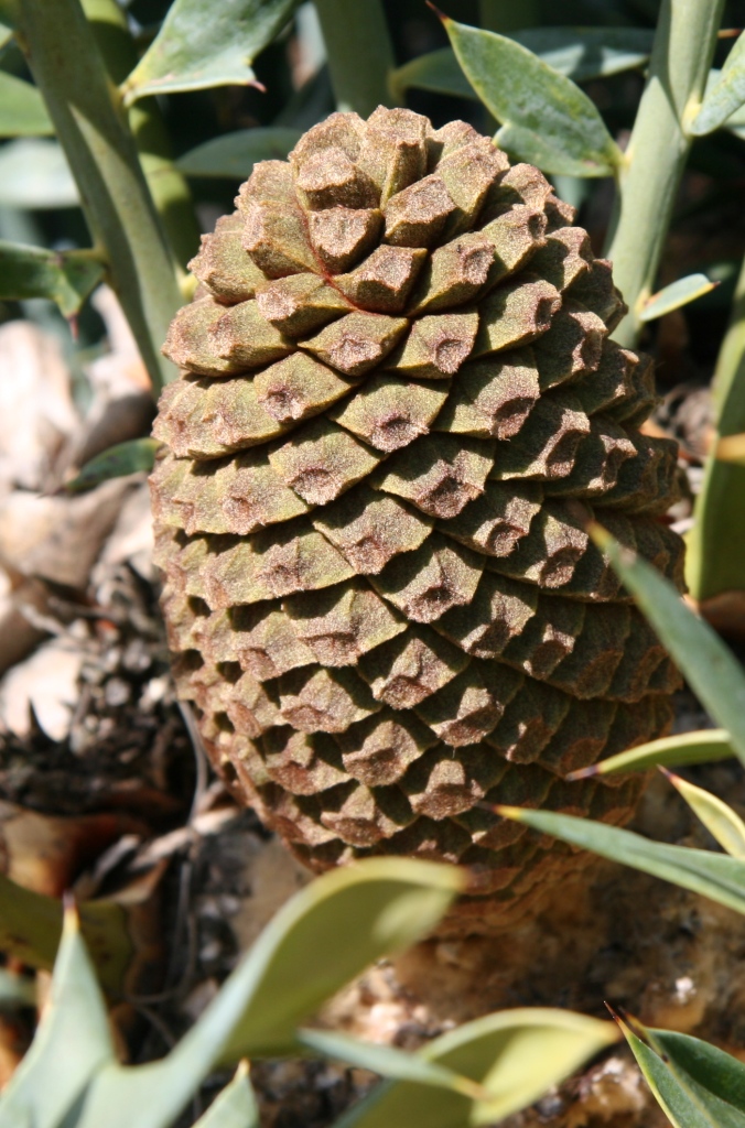 호리더스 소철 - Encephalartos horridus  