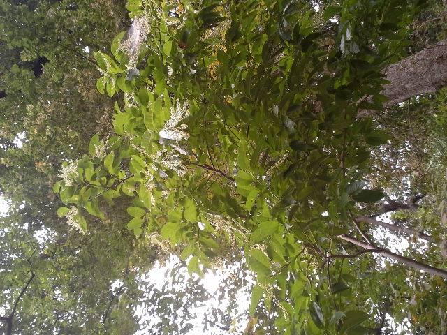 옥시덴드론 - Sourwood, Sorrel tree, Oxydendrum arboreum