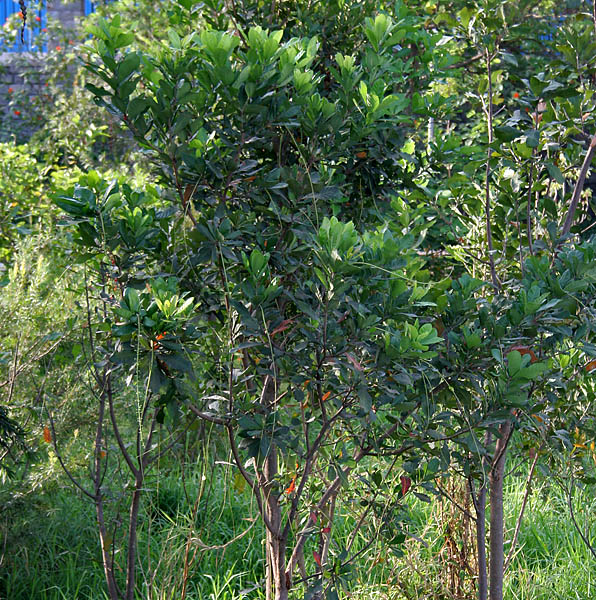 담수맹그로브 - Freshwater Mangrove, Barringtonia acutangula