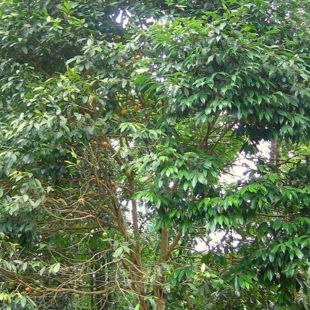 캄부카 - Cambuca, Plinia edulis