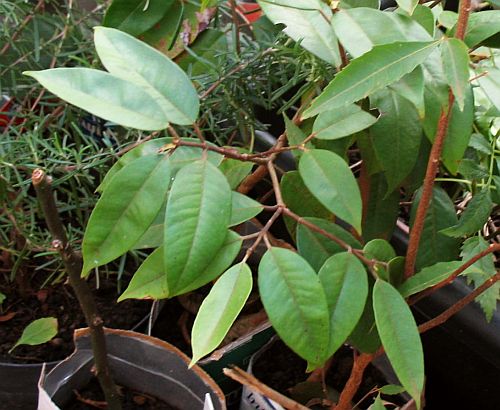 캄부카 - Cambuca, Plinia edulis