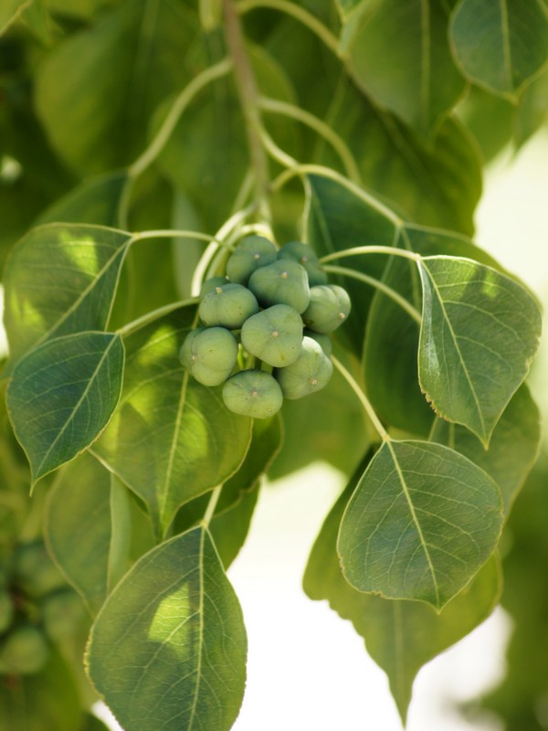 오구나무 - Chinese tallow tree, Triadica sebifera (L.) Small