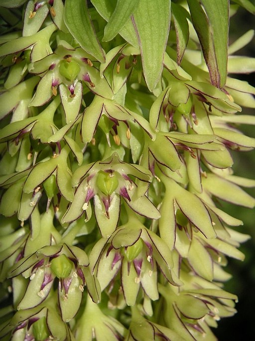 파인애플릴리 - Pineapple Lily, pineapple flowers, Eucomis