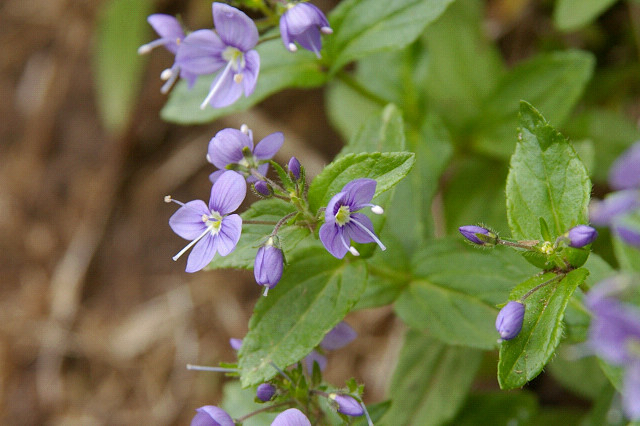 두메투구풀 - Veronica stelleri Pall. ex Link var. longistyla Kitag.