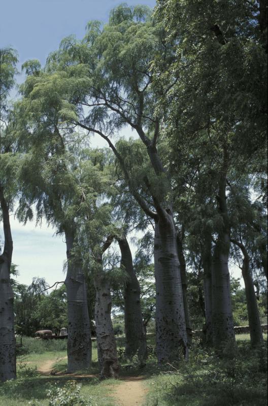 모링가 드루하디 - bottle tree, Moringa drouhardii