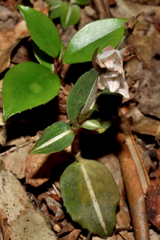 털사철란 - Goodyera velutina Maxim. ex Regel
