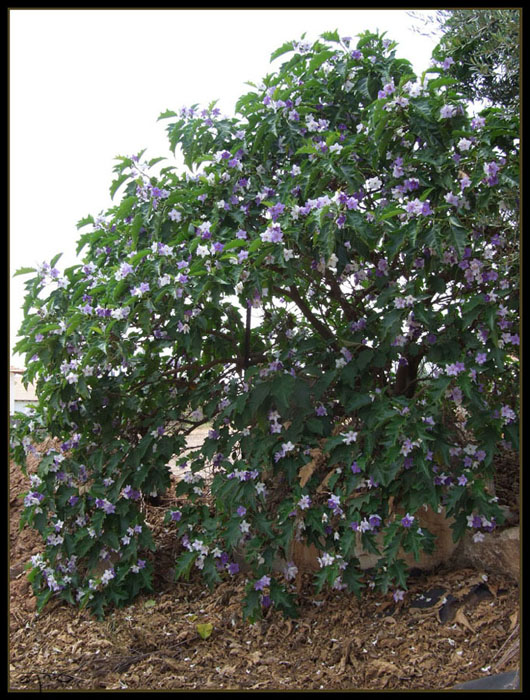 큰감자나무 - Giant Potato Tree, Solanum wrightii, Solanum macranthum