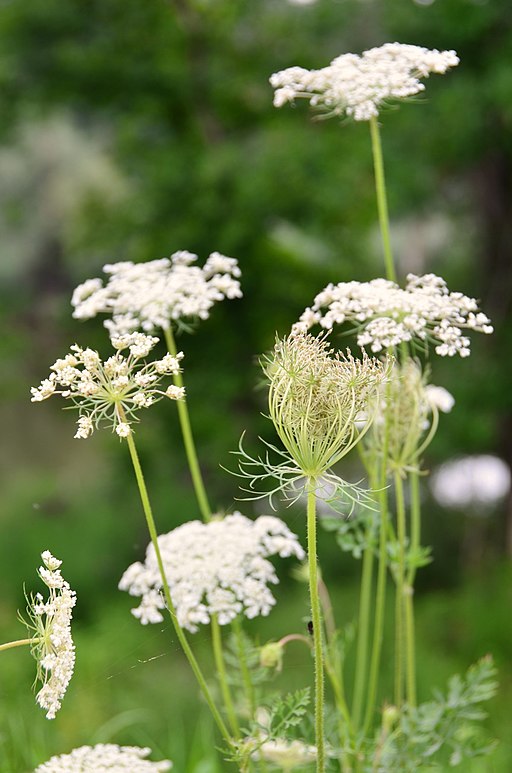 당근 - Daucus carota subsp. sativa (Hoffm.) Arcang.
