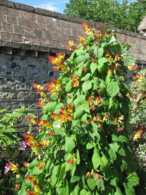 폭죽덩굴 - Firecracker Vine, Spanish Flag, Ipomoea lobata (Cerv.) Thell.