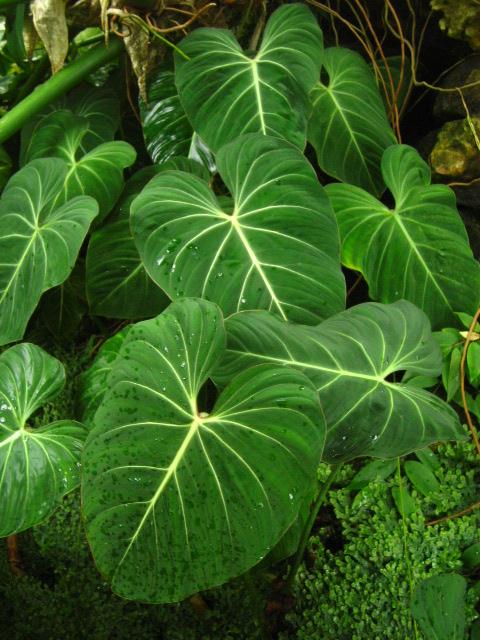 필로덴드론 글로리오섬 - Philodendron gloriosum