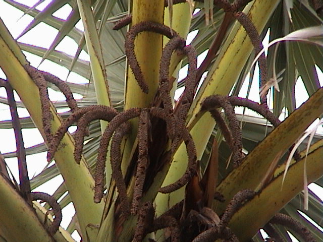 팔미라야자 - Wine palm, Palmyra fruit, Toddy Palm, Sugar Palm, Borassus flabellifer