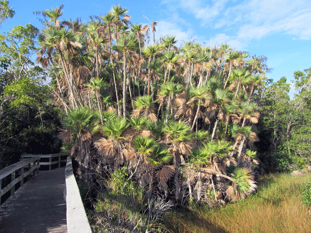 파우로티스 야자 - Paurotis palm, Everglades palm, Madeira palm, Acoelorrhaphe wrightii (Griseb. & H.Wendl.) H.Wendl. ex Becc.