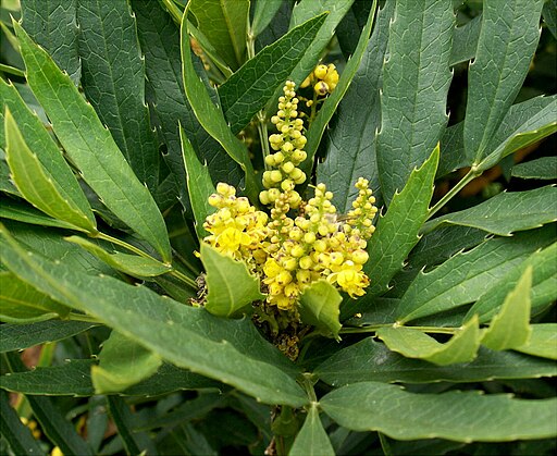 중국남천 - Mahonia fortunei (Lindl.) Fedde