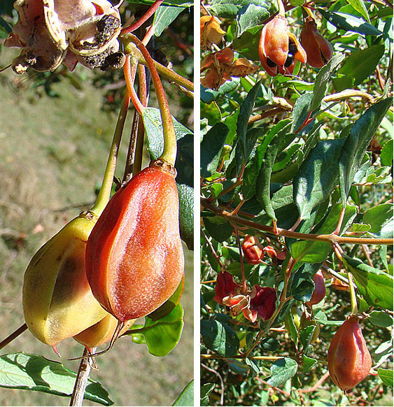 크리노덴드론 파타구아 - Patagua, Lily of the valley tree, Crinodendron patagua
