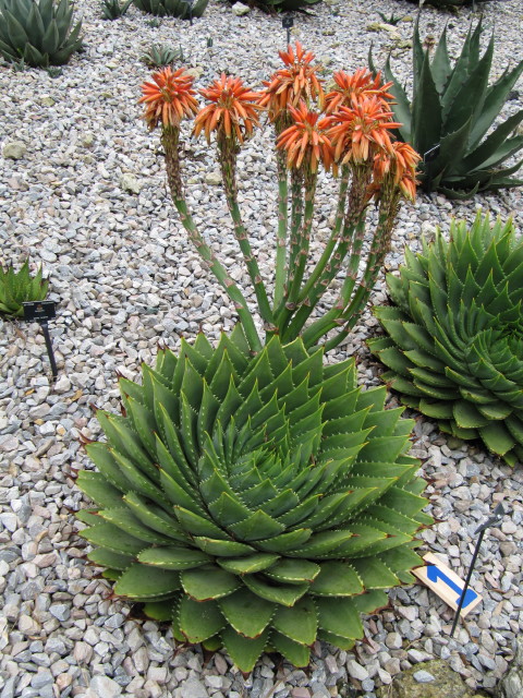 알로에 폴리필라 - Spiral Aloe, Aloe polyphylla