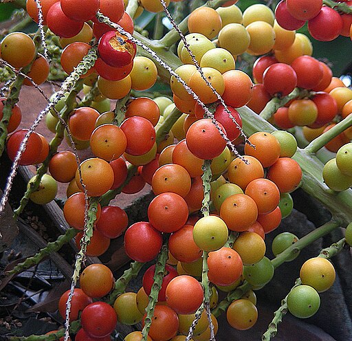 가시공작야자 - Coyure palm, Ruffle palm, Aiphanes horrida (Jacq.)