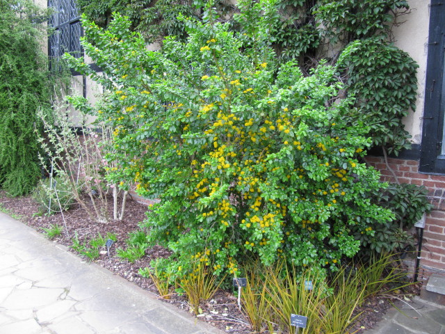 아자라 세라타 - Saw-toothed Azara, Azara serrata