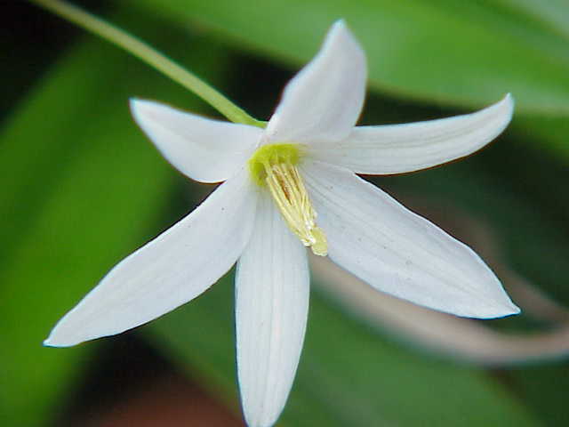 탈보티아 엘레강스 - Talbotia elegans