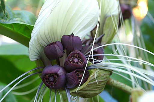 박쥐꽃 - Bat Lily, Bat Flower, Tiger Whiskers, Devil
