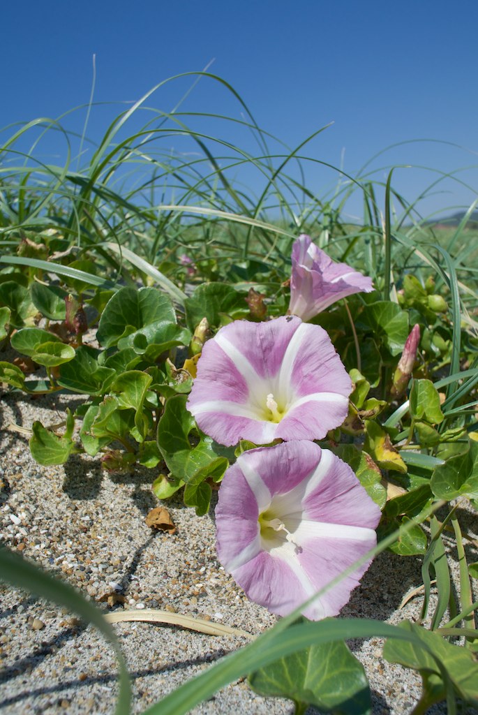 갯메꽃 - Calystegia soldanella (L.) Roem. & Schultb.