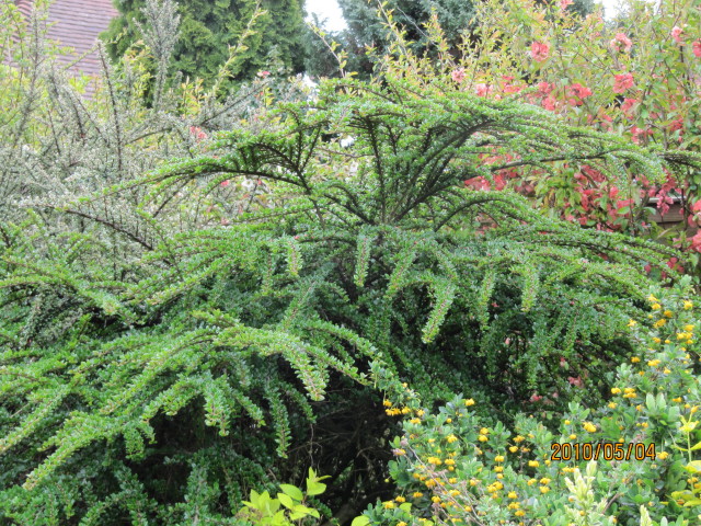 홍자단 - Rock cotoneaster, Cotoneaster horizontalis Decne.