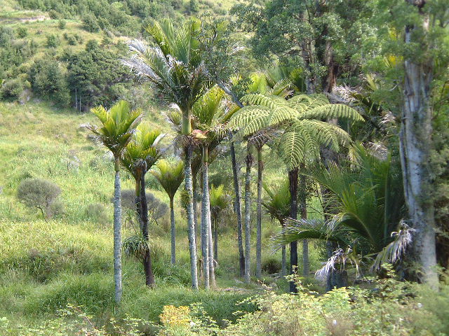 닉카우 야자 - Nikau Palm, Shaving Brush Palm, Rhopalostylis sapida