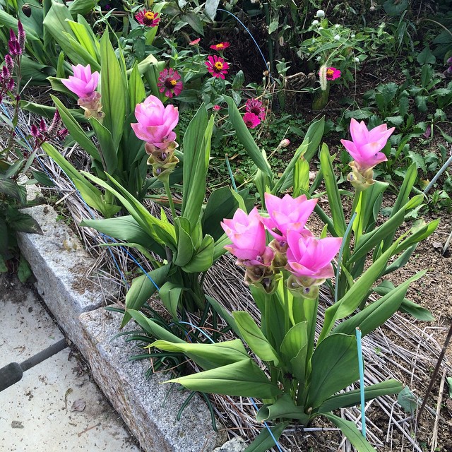 쿠르쿠마 - zedoary, white turmeric, kentjur, Curcuma zedoaria (Christm.) Roscoe