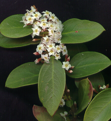 아코칸테라 오포시티폴리아 - Acokanthera oppositifolia