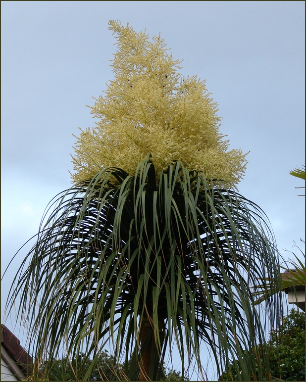 덕구리난 - Pony Tail Palm, Beaucarnea recurvata
