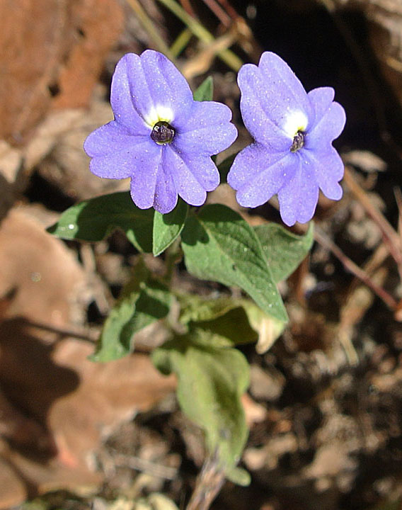 브로왈리아 - Amethyst Flower, Browallia spp.
