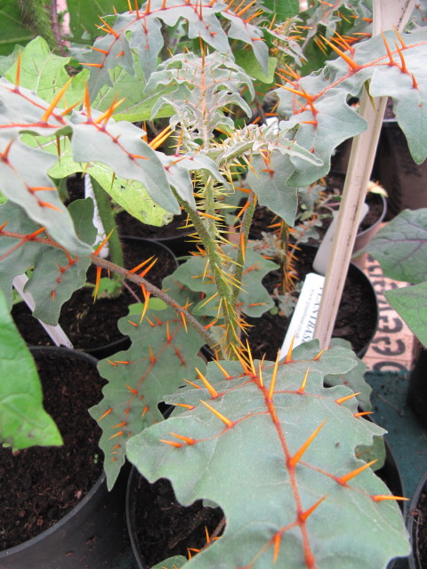 고슴도치 토마토 - Porcupine tomato, Solanum pyracanthum