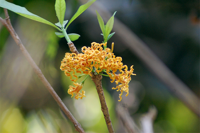 대팻밥꽃 - Wood Shaving Flower, Strophanthus Boivinii