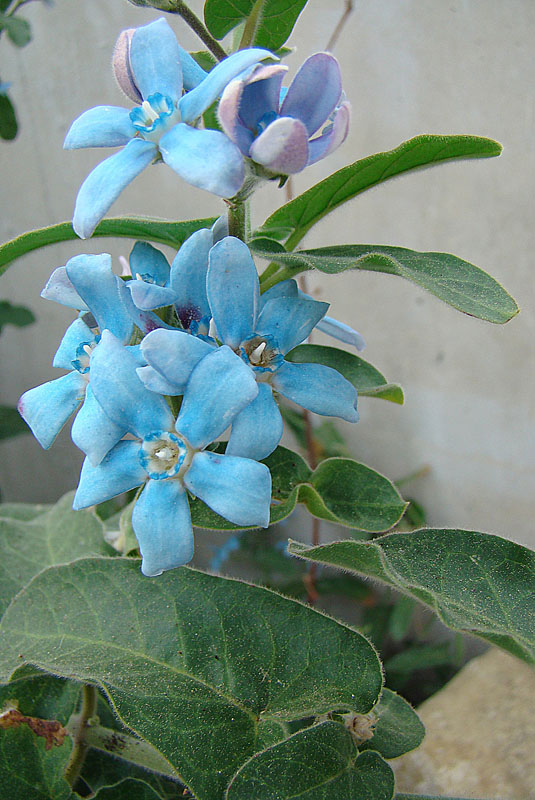 옥시페탈룸 - Tweedia caerulea,, Oxypetalum coeruleum