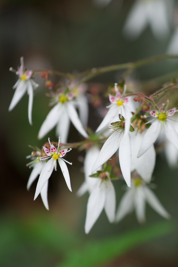 바위취 - Saxifraga stolonifera Meerb.