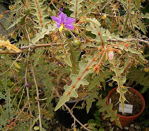 고슴도치 토마토 - Porcupine tomato, Solanum pyracanthum