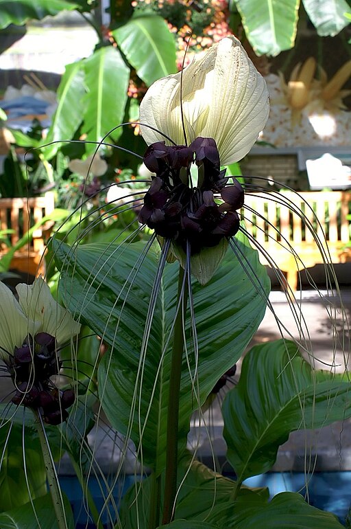 박쥐꽃 - Bat Lily, Bat Flower, Tiger Whiskers, Devil