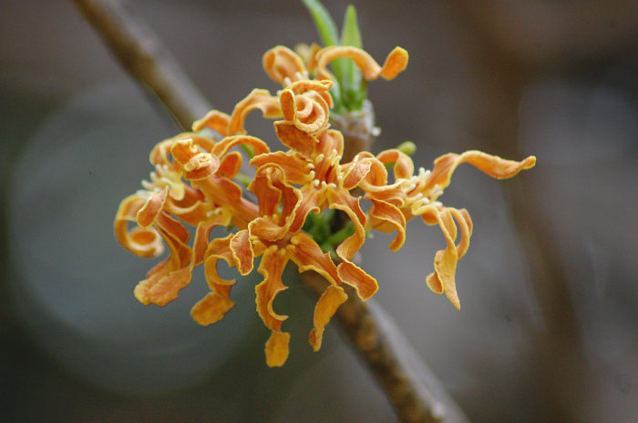 대팻밥꽃 - Wood Shaving Flower, Strophanthus Boivinii