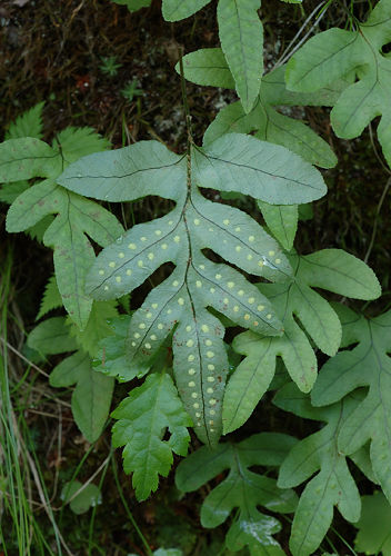 층층고란초 - Crypsinus veitchii (Baker) Copel.