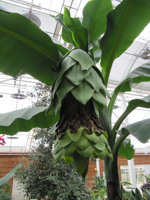 스노우 바나나 - Snow Banana, Ensete glaucum