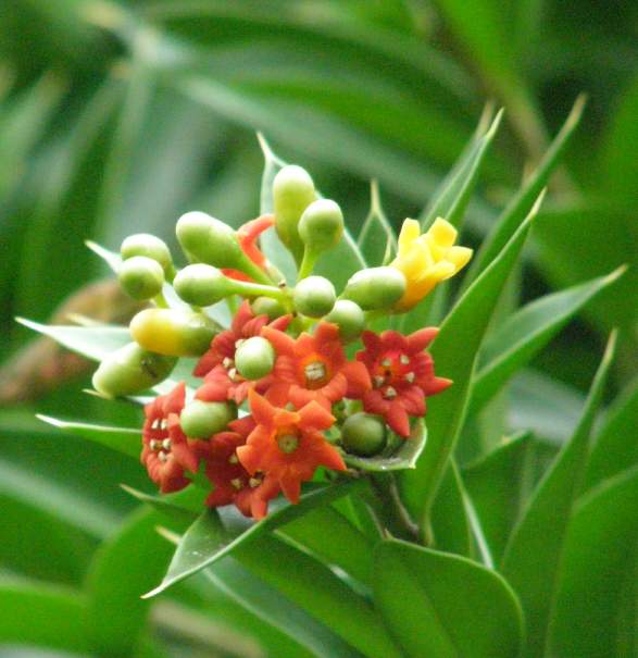 죽백나무 - Nageia nagi, Asian bayberry, Podocarpus nagi (Thunb.) Zoll. & Mor. ex Zoll.