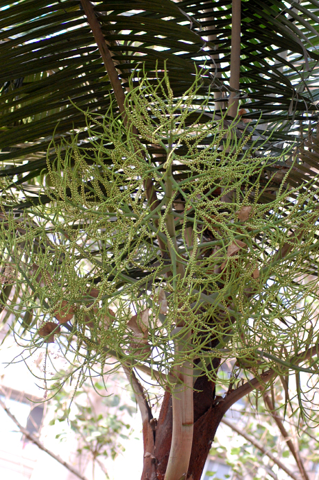 테티베어 야자 - Teddy Bear Palm, Red-stemmed triangular palm, Redneck palm, Dypsis leptocheilos