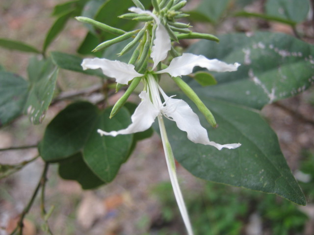 바우히니아 디바리카타 - Mountain ebony, kachnar, Bauhinia divaricata L. 