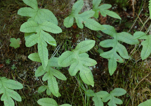 층층고란초 - Crypsinus veitchii (Baker) Copel.
