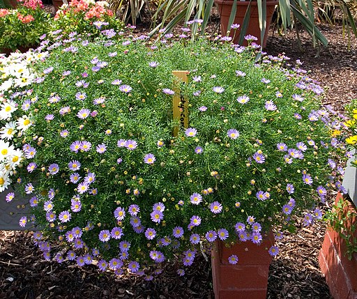 브라기컴 - Swan River Daisy, Brachyscome iberidifolia