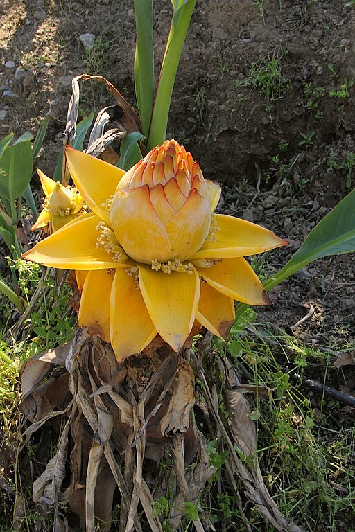 황금연꽃바나나 - Chinese yellow banana, Chinese dwarf banana, Golden lotus banana, Ensete lasiocarpum, Musella lasiocarpa