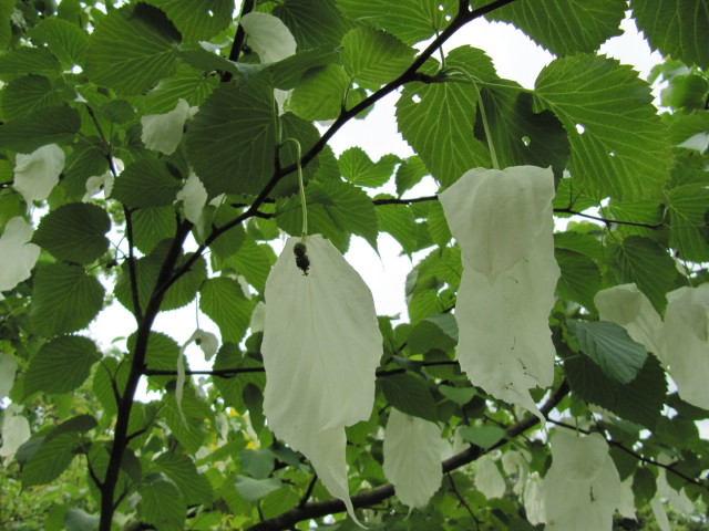 손수건나무 - dove-tree, handkerchief tree,  ghost tree, Davidia involucrata