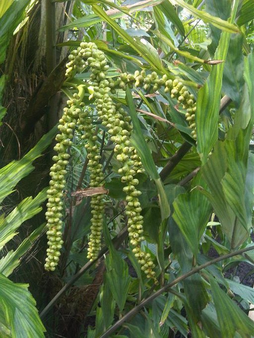 아렌가야자 - Arenga undulatifolia